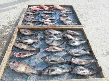 大進丸（愛知） 釣果