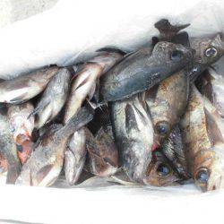 大進丸（愛知） 釣果