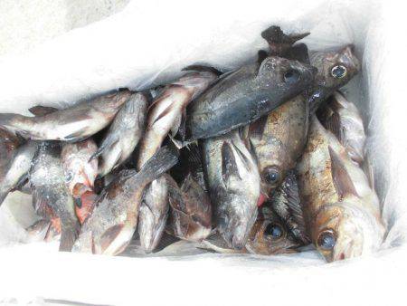 大進丸（愛知） 釣果