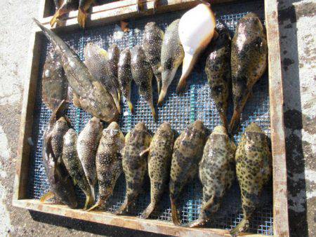 大進丸（愛知） 釣果