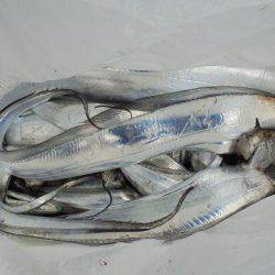 ＨＡＲＵＫＡ丸　はるかまる 釣果