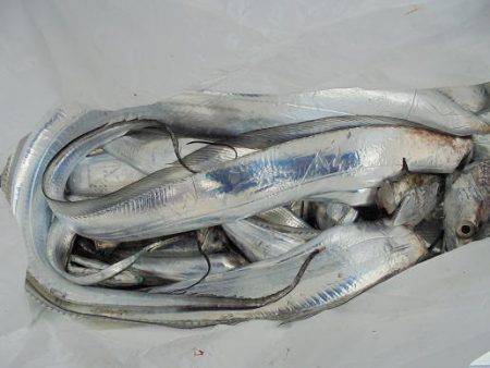 ＨＡＲＵＫＡ丸　はるかまる 釣果