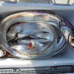 HARUKA丸 はるかまる 釣果