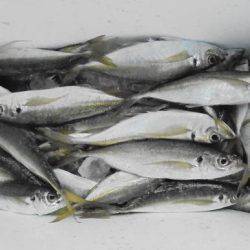 HARUKA丸 はるかまる 釣果