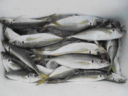 HARUKA丸 はるかまる 釣果