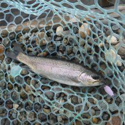 浜名湖フィッシングリゾート 釣果