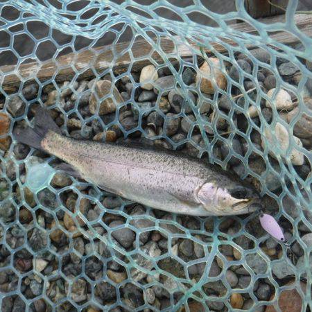 浜名湖フィッシングリゾート 釣果