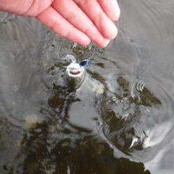 浜名湖フィッシングリゾート 釣果