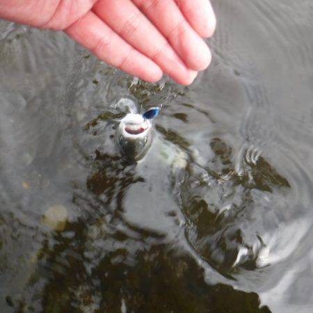 浜名湖フィッシングリゾート 釣果