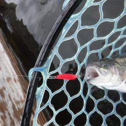 浜名湖フィッシングリゾート 釣果