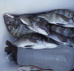 バラモン1号 釣果