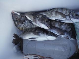 バラモン1号 釣果