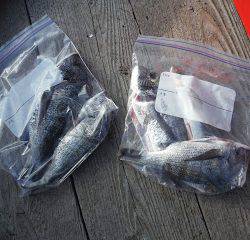 バラモン1号 釣果