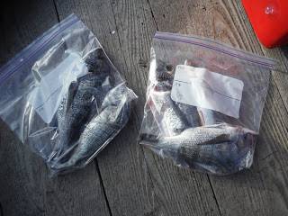 バラモン1号 釣果