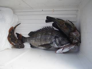 バラモン1号 釣果