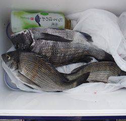 バラモン1号 釣果