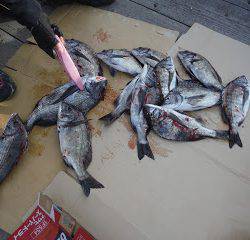 バラモン1号 釣果