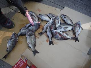 バラモン1号 釣果