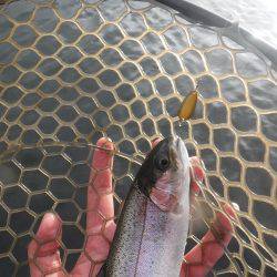 浜名湖フィッシングリゾート 釣果