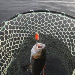 浜名湖フィッシングリゾート 釣果