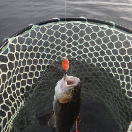 浜名湖フィッシングリゾート 釣果