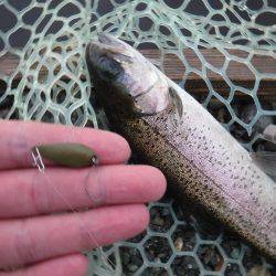 浜名湖フィッシングリゾート 釣果