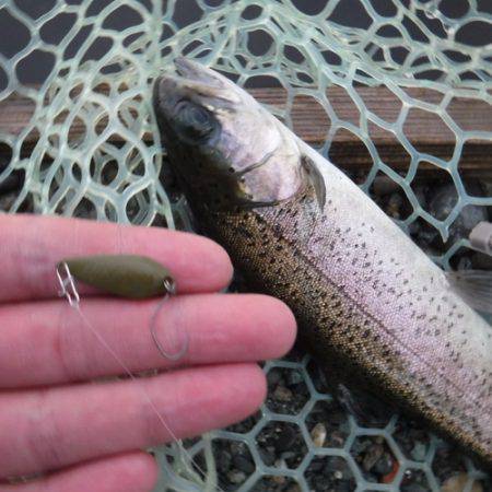 浜名湖フィッシングリゾート 釣果