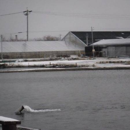 浜名湖フィッシングリゾート 釣果