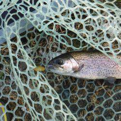 浜名湖フィッシングリゾート 釣果