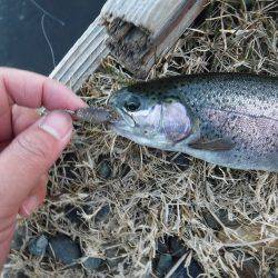 浜名湖フィッシングリゾート 釣果