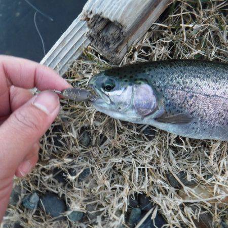 浜名湖フィッシングリゾート 釣果