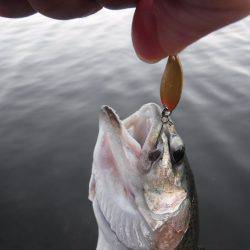 浜名湖フィッシングリゾート 釣果