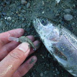 浜名湖フィッシングリゾート 釣果