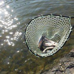 浜名湖フィッシングリゾート 釣果