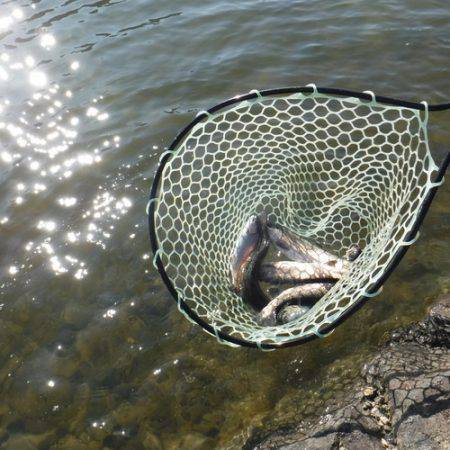 浜名湖フィッシングリゾート 釣果