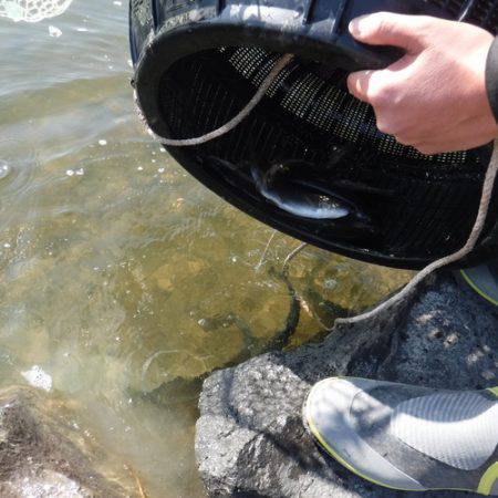 浜名湖フィッシングリゾート 釣果