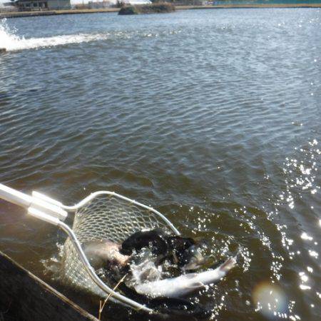 浜名湖フィッシングリゾート 釣果