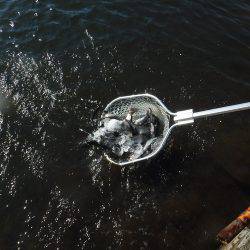 浜名湖フィッシングリゾート 釣果