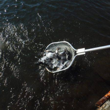 浜名湖フィッシングリゾート 釣果