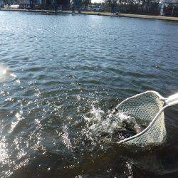 浜名湖フィッシングリゾート 釣果