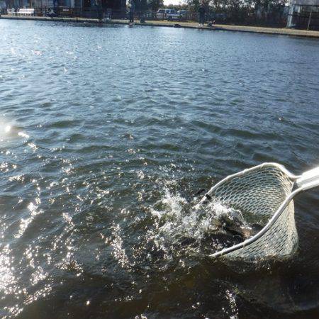 浜名湖フィッシングリゾート 釣果