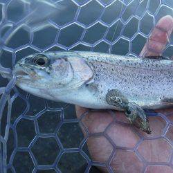浜名湖フィッシングリゾート 釣果