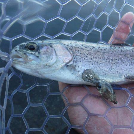 浜名湖フィッシングリゾート 釣果