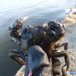 浜名湖フィッシングリゾート 釣果