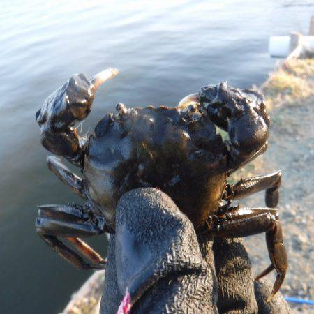 浜名湖フィッシングリゾート 釣果