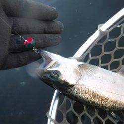 浜名湖フィッシングリゾート 釣果