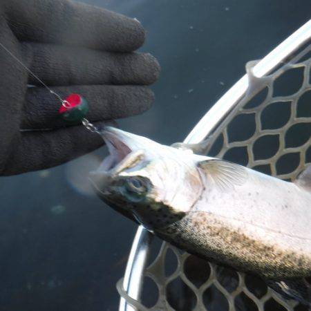 浜名湖フィッシングリゾート 釣果