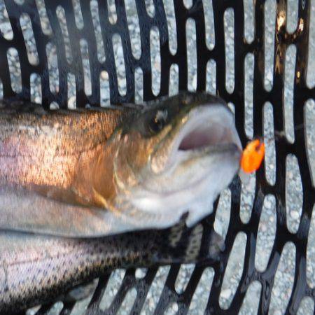 浜名湖フィッシングリゾート 釣果