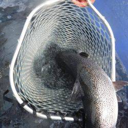 浜名湖フィッシングリゾート 釣果