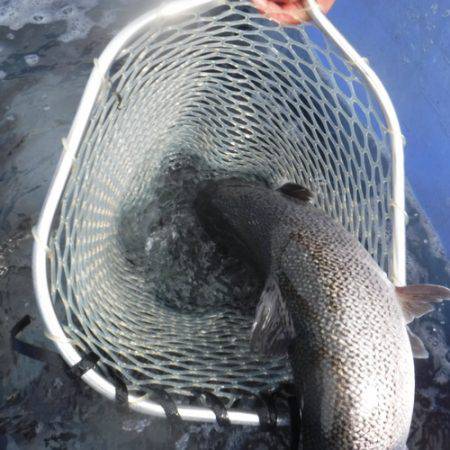 浜名湖フィッシングリゾート 釣果